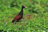 Northern Jacana